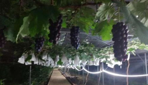 集中開園 白云區(qū)13個(gè)農(nóng)業(yè)公園游玩攻略,戳進(jìn)來